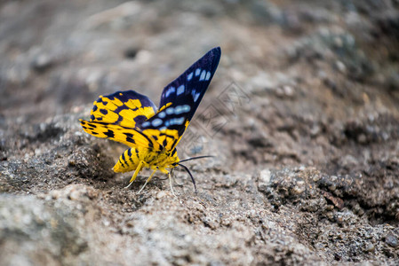 森林中的蝴蝶昆虫和动物图片