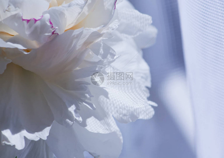 美丽的白色盛开的牡丹花特写图片