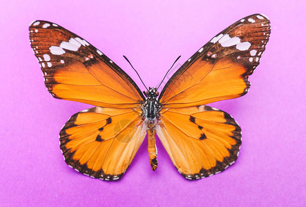 彩色背景上的美丽蝴蝶图片