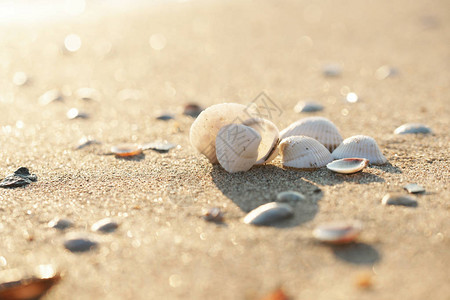 在美丽的阳光下靠近岸边的贝壳图片