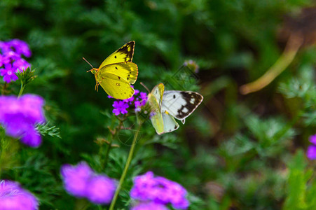 蝴蝶和鲜花图片