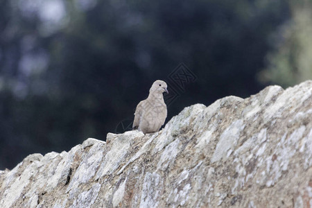 一个欧亚领的鸽子图片