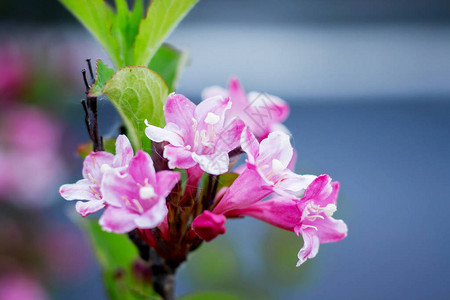 深蓝色背景中的杜鹃花图片