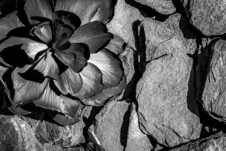 纯一朵温柔的花朵盛开满花朵依靠黑色和白图片