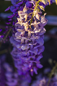 紫色恐慌树是当地日本的植物在伊背景图片
