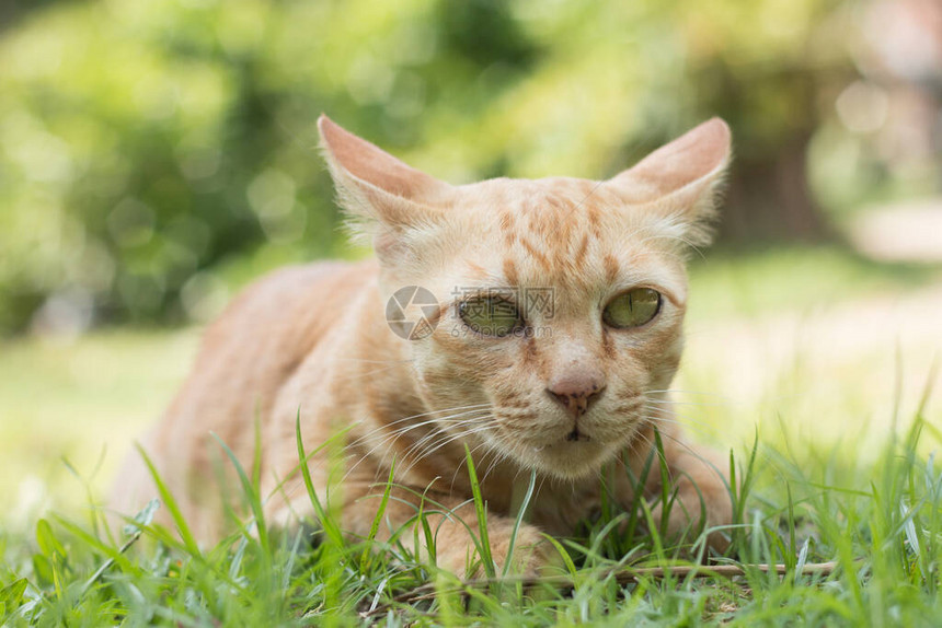 可爱的黄色猫的特写镜头留在绿草地板上图片