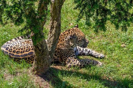 捷豹Jaguar躺在图片