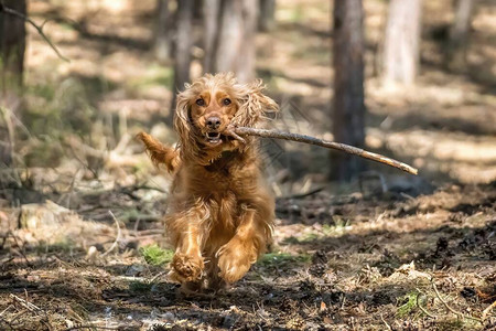 英国的CockerSpanielDog在夏季图片