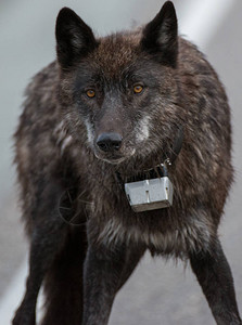 野生黑狼背景图片