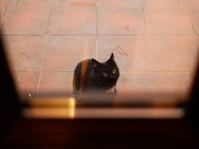 猫在门外的街道上猫问家猫坐在门图片