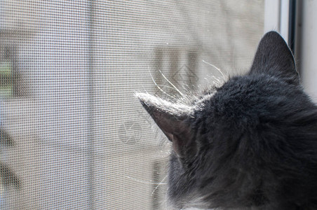 灰猫透过窗户蚊帐特写图片