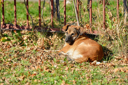 这只狗躺在干草地上阳图片
