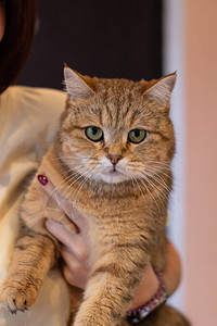 女孩怀里抱着一只猫一只漂亮的猫坐在他的手上猫在一图片