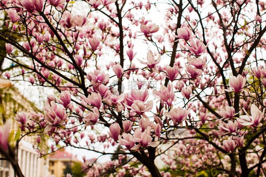 春天美丽盛开的粉红色玉兰树图片