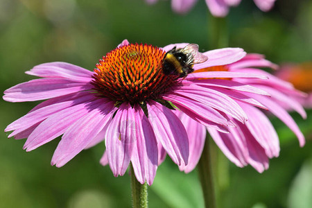 关闭一朵紫锥菊花上的蜜蜂图片