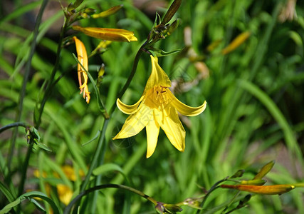在旷野春天的黄色花朵图片
