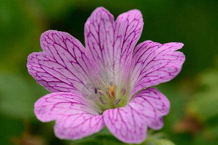 关闭盛开的粉红色天竺葵花背景图片