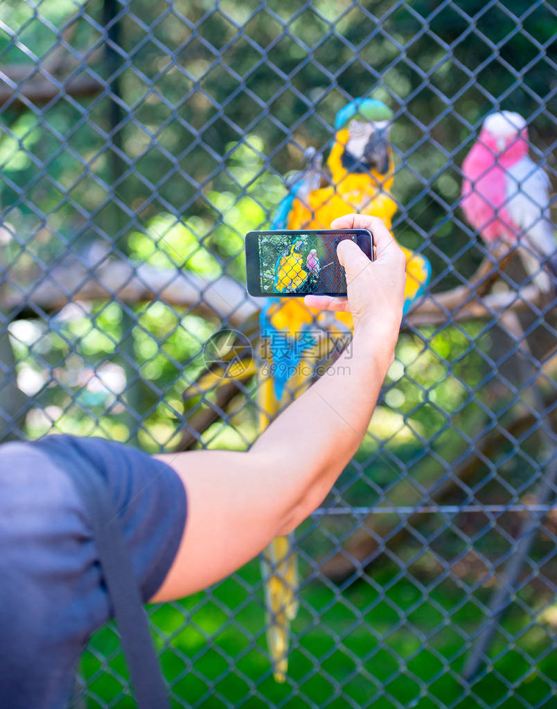 在动物园给动物拍照的女人图片