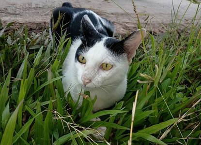 一只猫躺在草坪上图片