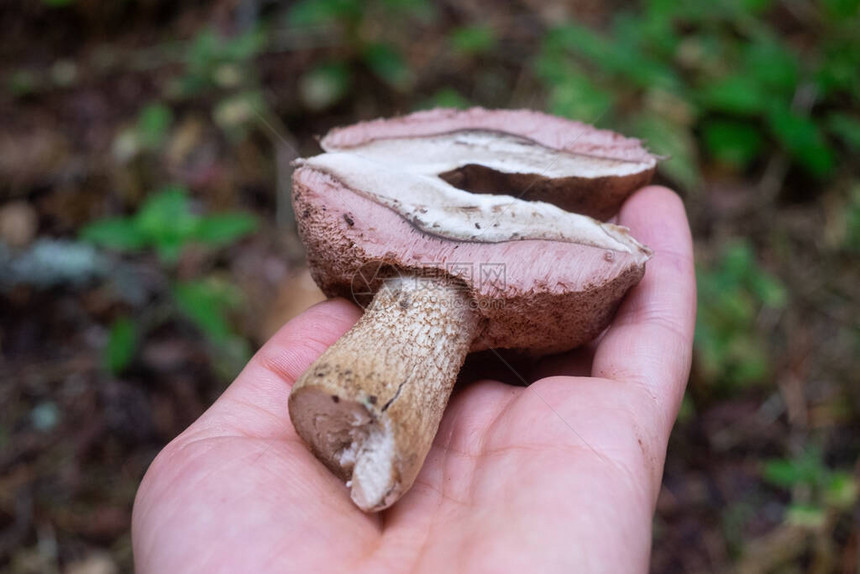 不可食用苦的薄粉蘑菇Tylopilus掉在图片