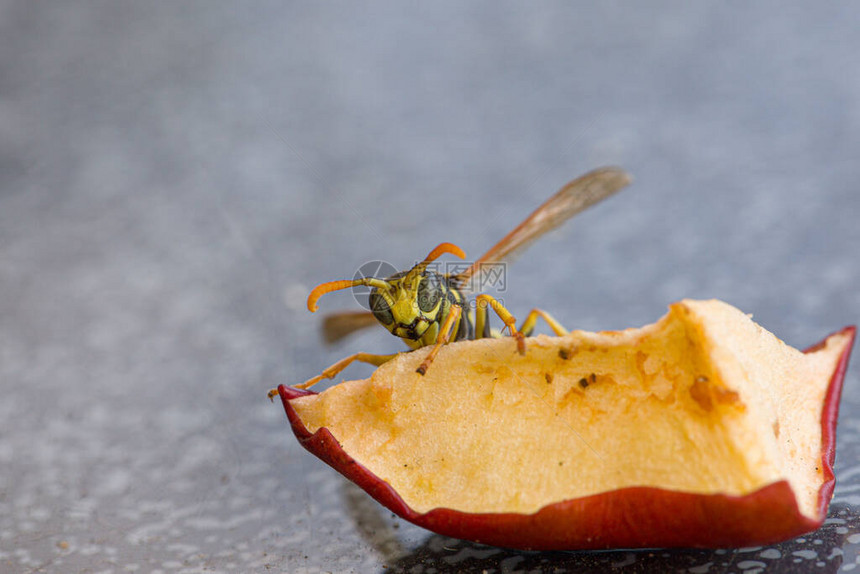苹果浆上黄蜂的特写图片