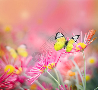 美丽的蝴蝶和漂亮的花朵图片