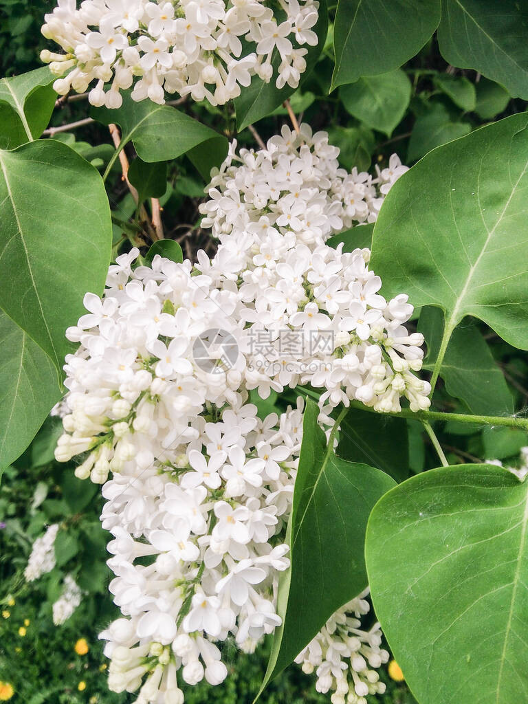 夏季开花的植物图片