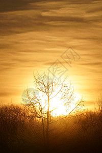清晨霜覆盖的树背景图片