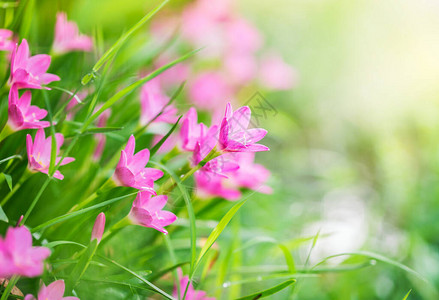 粉红色的百合花在大自然图片