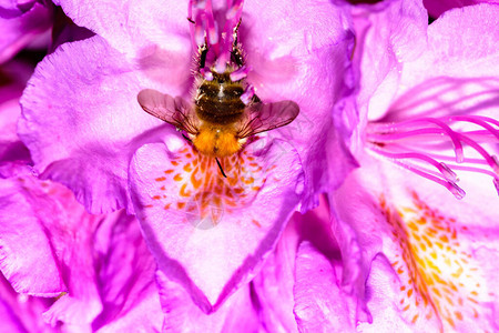 蜜蜂潜入粉红色的杜鹃花图片