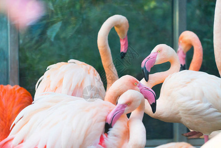 一群美丽的粉红火烈鸟图片