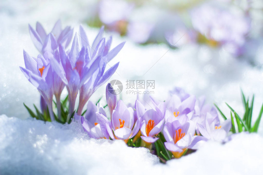 春天的到来和自然的觉醒的概念从雪下冒出泉水中喷出一股美丽图片