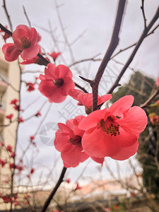 春天樱花树的美丽绽放图片