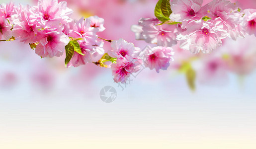 春天樱花春天开花的背景图片