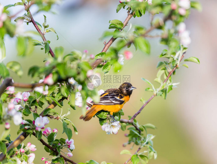 美丽的野鸟栖息在树枝上的特写图片