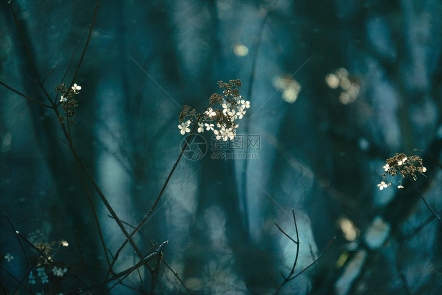 冬季北海道的野花图片