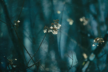 冬季北海道的野花背景图片