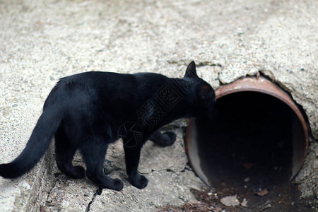 户外无家可归的黑猫图片