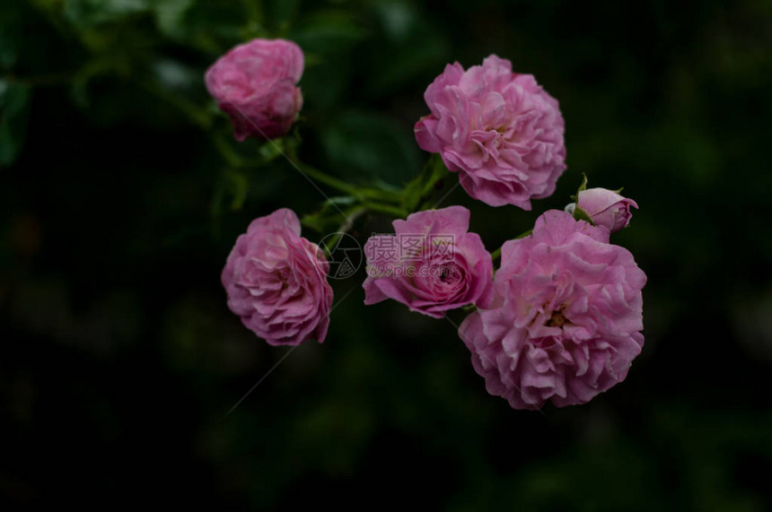 深色模糊背景上带有柔和粉红玫瑰的树枝图片