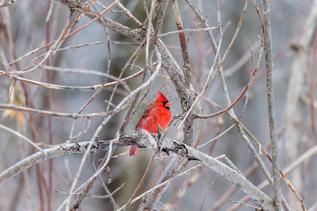 美丽的野鸟栖息在树枝上的特写背景图片