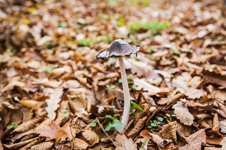 森林里的蘑菇秋天的落叶深秋的季节图片
