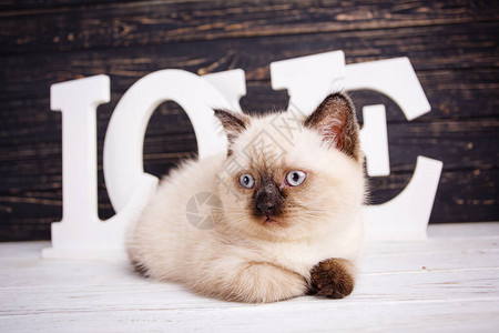 作为陈列柜设计的一个元素摄影棚里的纯种小猫躺在深色背图片