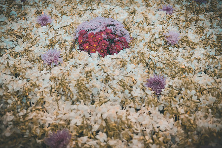 紫菊花和白兰花装饰自然背景图片