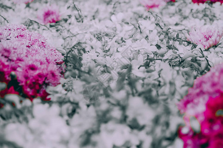 紫菊花和白装饰自然背景背景图片