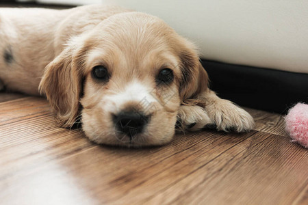 嗅探小可爱的西班牙小狗躺在地板上背景