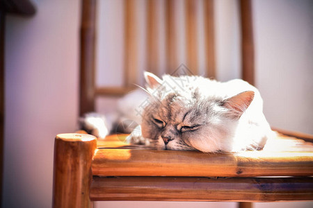 可爱的波斯栗鼠猫睡在椅子上图片