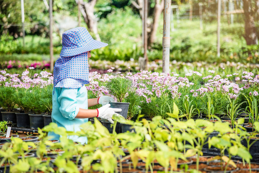 种植物的幼苗农业工人女在花园里的花里图片