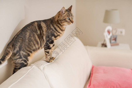 漂亮的短毛猫坐在家里卧室的沙发上图片