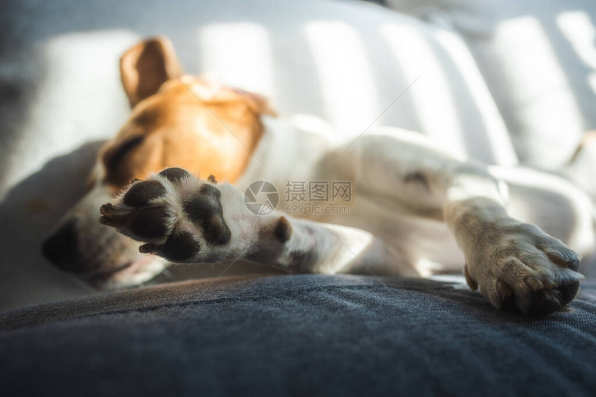 疲累的小狗睡在明亮房间的沙发上狗背景图片