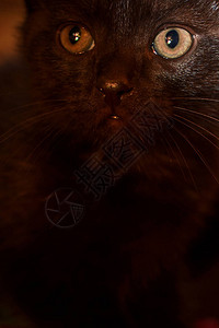 黑色毛茸的小猫在家图片